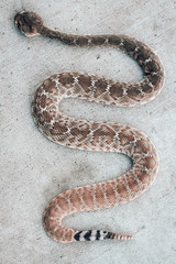 Rattle snake closeup. Venomous snakes. Danger animals closeup. Mexican animals. Ensenada. Baja California. Mexico. 