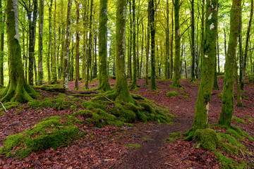 Beech forest