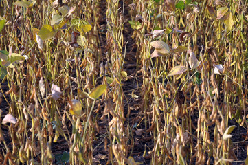 Soybeans ripen on the farmer's field