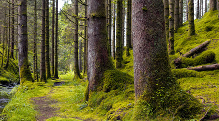 Spruce forest path