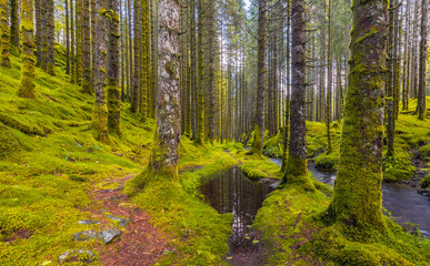 Spruce forest path and pond