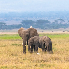 Fototapeta na wymiar Herd of elephants in the savannah in the Serengeti park, the mother and a baby elephant walking with western cattle egrets on the grass