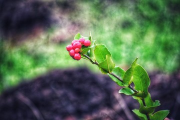 red berries on a branch