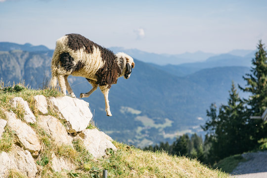 Bergschaf