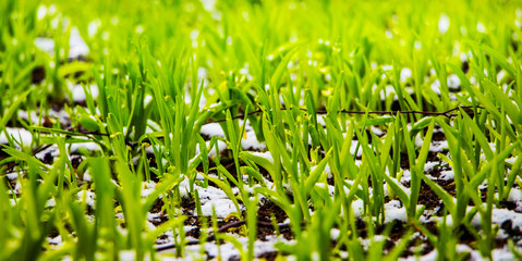 Green grass under the snow, cold early spring_