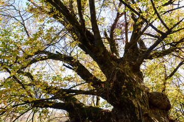 Forest low angle view, autumn season. Spring Sun Shining Through Canopy Of Tall Tree. Sunlight In Deciduous Forest, Summer Nature, Sunny Day. Upper Branches Of Tree With Fresh Green Foliage