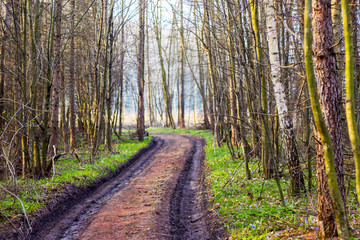 Spring forest with dirt road between trees_