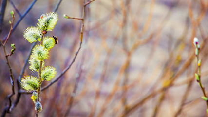 Willow blossom on a background of tree branches. Copy space_