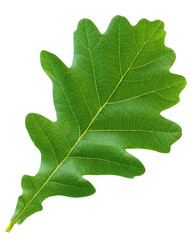 green oak leaf isolated on white background.