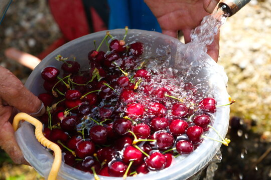washing fresh cherries