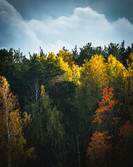 Autumn forest trees of green orange and yellow colors with clouds above