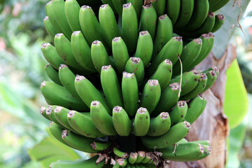 bunch of green bananas on a tree closeup