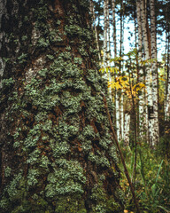 Close up of a pine tree trunk with moss in the forest