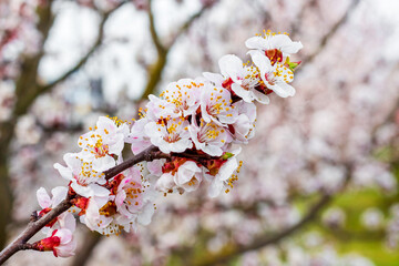 Apricot branch with flowers on tree background_