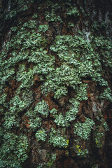 Background texture of green moss on a pine tree in the forest
