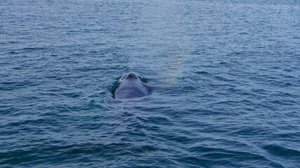 whale in water