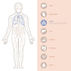Human body anatomy infographic of the structure of human organs. 