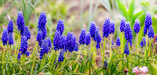 Obraz premium Blue flowers muscari among greens on a sunny day_