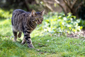 Naklejka na ściany i meble Tabby cat patrolling his garden
