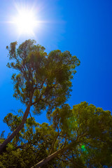 Obraz premium Maritime Pine curved tree,