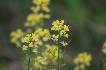 Yellow Flower In The Sun