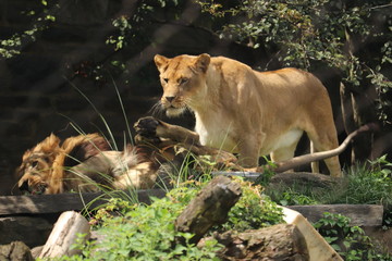 Lion and Lioness