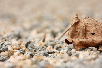 Leave In The Gravel