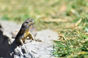 Little lizard