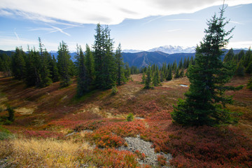 red fall colors of heather in fall during a hiking trip in the austrian mountains