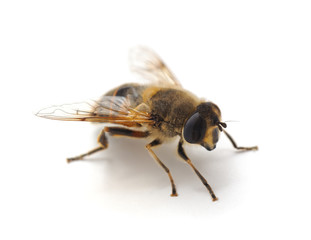 One small bee.