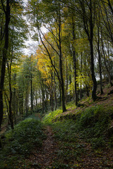 Fototapeta na wymiar Sandplace wood near Looe Cornwall in Autumn colours