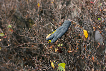 a lost glove hanging on the bushes.