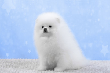 Fototapeta premium White Pomeranian puppy on background