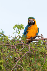 When the yellow Macaw thinks 