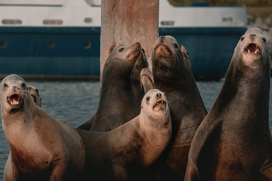 Sea lions in the Cruiseport Village. Hutchison Ports ECV Marina. Ensenada. Baja California, Mexico. 