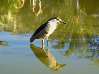 A female night-wildebeest (Nycticorax nycticorax)