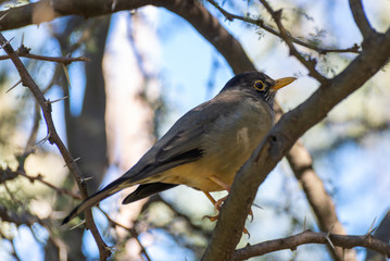 Brown bird perched in a forest trees