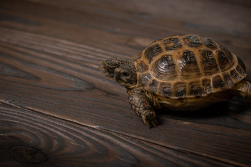 Central Asian tortoise, or steppe tortoise crawling on a burnt texture wooden shield