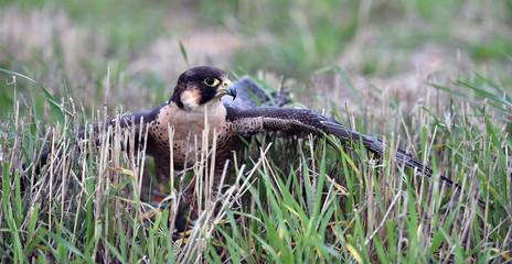 halcon peregrino