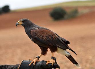 eagle