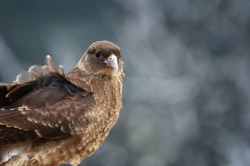 Harrier