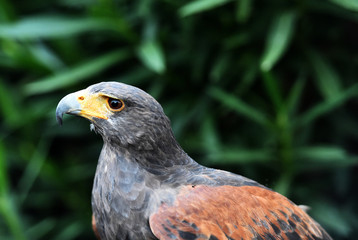 aguila