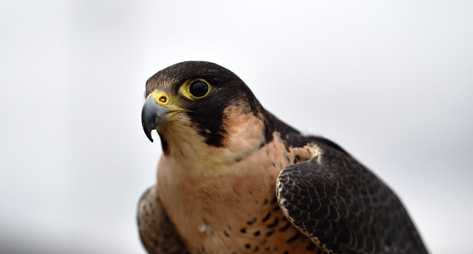 halcon peregrino