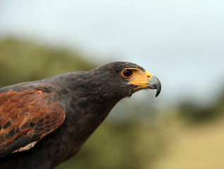 aguila