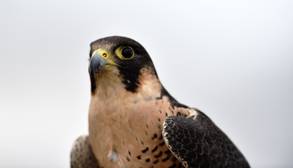 halcon peregrino