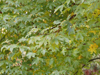 Grünes Blatt mit fünf Lappen von Roter Feld-Ahorn or Zoeschener Ahorn (Acer x neglectum 'Annae')