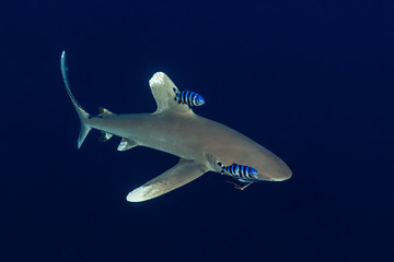 oceanic whitetip shark with a fishing hook with pilot fishes in the deep , Daedalus reef, Red Sea,...