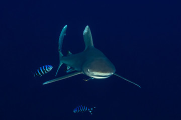 oceanic whitetip shark with a fishing hook with pilot fishes in the deep , Daedalus reef, Red Sea,...
