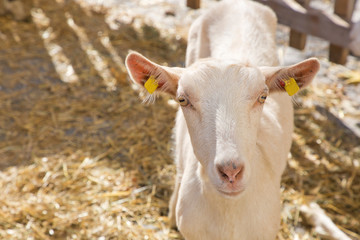 Portrait of domestic white goat with yellow ear tags posing in outdoor stable