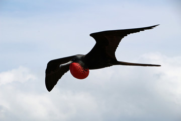 Flying male frigate bird in the Galapagos Islands - obrazy, fototapety, plakaty